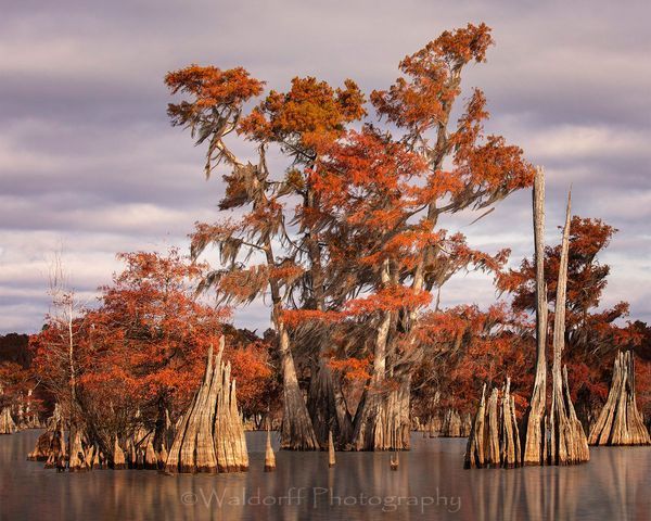 Cypress Trees of Northwest Florida #8 | Fine Art Prints on Canvas, Paper, Metal, & More by Waldorff Photography