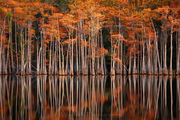 Southern Charm (19BG)