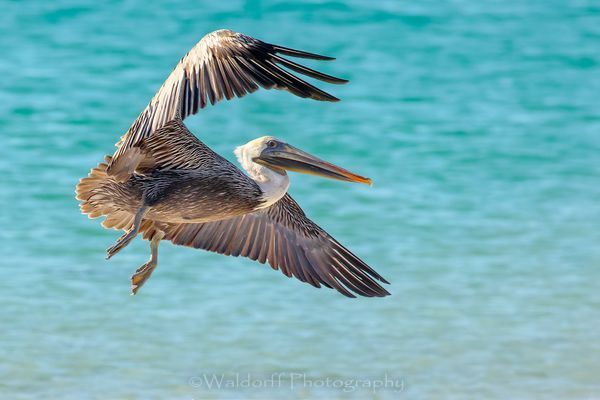 Brown pelican in flight (#2) on the Emerald Coast of Florida | Fine Art Photography on Canvas, Paper, Metal, and Acrylic