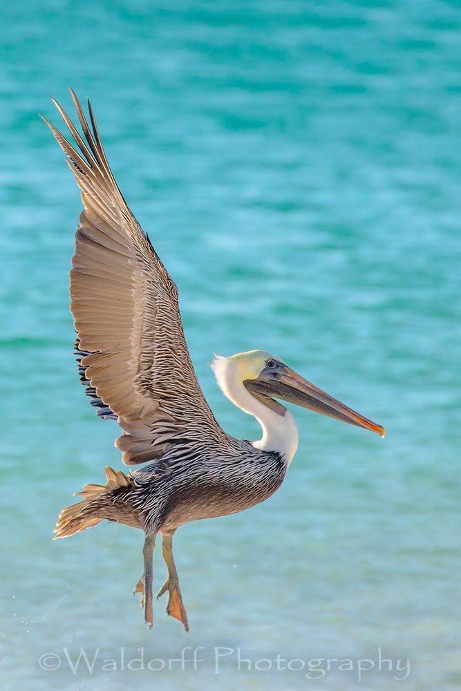 Brown pelican taking flight on the Emerald Coast of Florida | Fine Art Photography on Canvas, Paper, and Metal