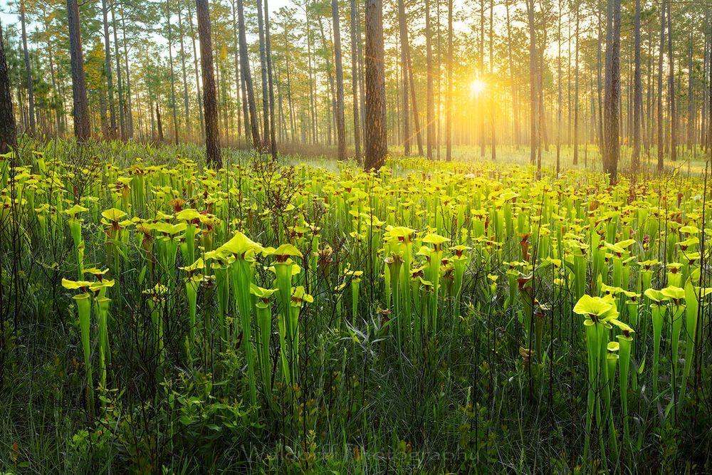 Sarracenia Flava | Yellow Topped Pitcher Plants| Northwest Florida | Fine Art Landscape Photography on Canvas, Paper, Metal | Photography by Jeff Waldorff