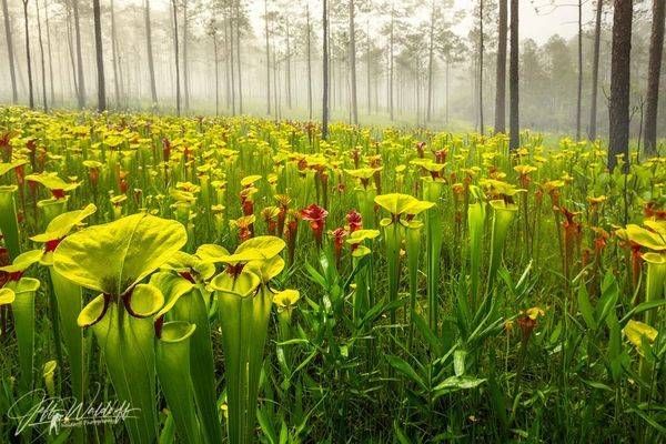 Sarracenia flava var. rugelii, the red-throated yellow pitcher plant |  Limited Fine Art Prints | Photography by Jeff Waldorff