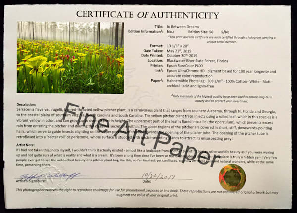 Sarracenia flava var. rugelii, the red-throated yellow pitcher plant |  Limited Fine Art Prints | Photography by Jeff Waldorff