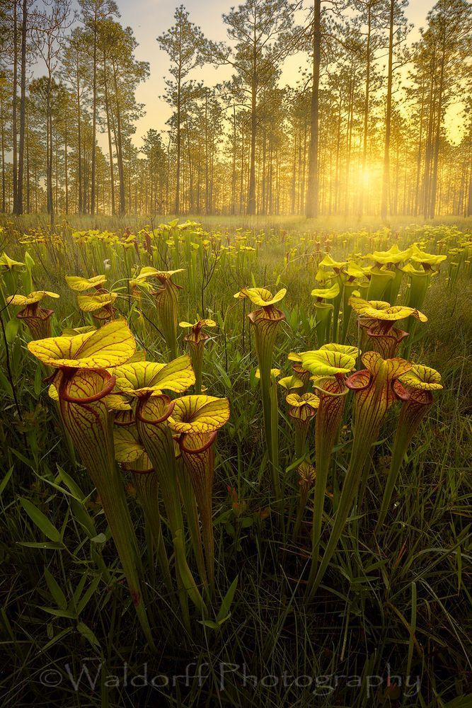 Sarracenia Flava hybrids | Golden Pitcher Plants| Northwest Florida | Fine Art Landscape Photography on Canvas, Paper, Metal | Photography by Jeff Waldorff