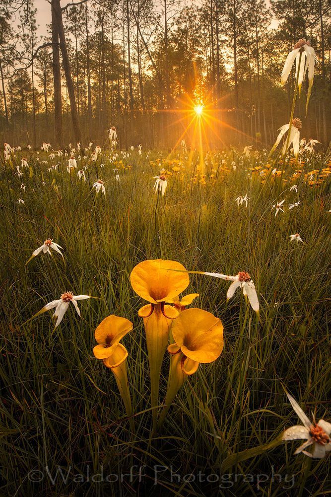 Sarracenia Flava Sunrise| Yellow Topped Pitcher Plants| Northwest Florida | Fine Art Landscape Photography on Canvas, Paper, Metal | Photography by Jeff Waldorff