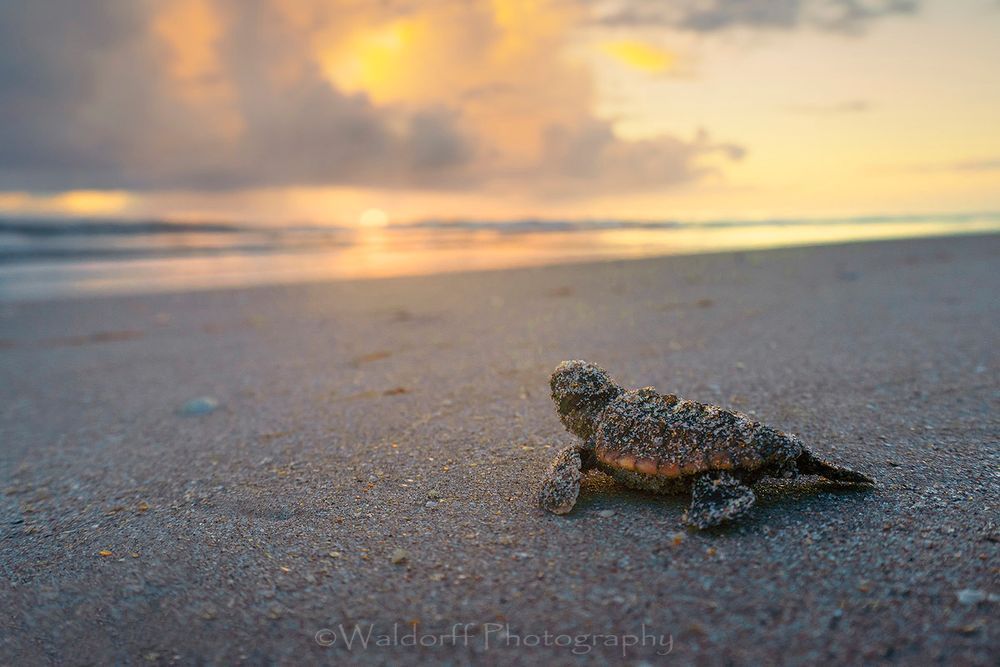 Baby Loggerhead Sea Turtle | Archie Carr |Atlantic Coast of Florida  | Fine Art Photography on Canvas, Paper, and Metal