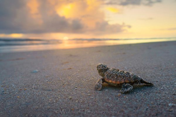 Baby Loggerhead Sea Turtle | Archie Carr |Atlantic Coast of Florida  | Fine Art Photography on Canvas, Paper, and Metal