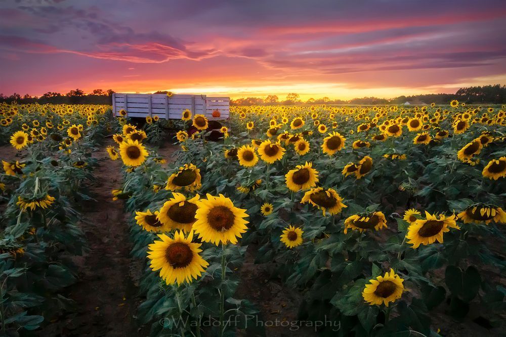Sunflower Field | Holland Farms | Milton, Florida | Fine Art Landscape Photography on Canvas, Paper, Metal | Photography by Jeff Waldorff