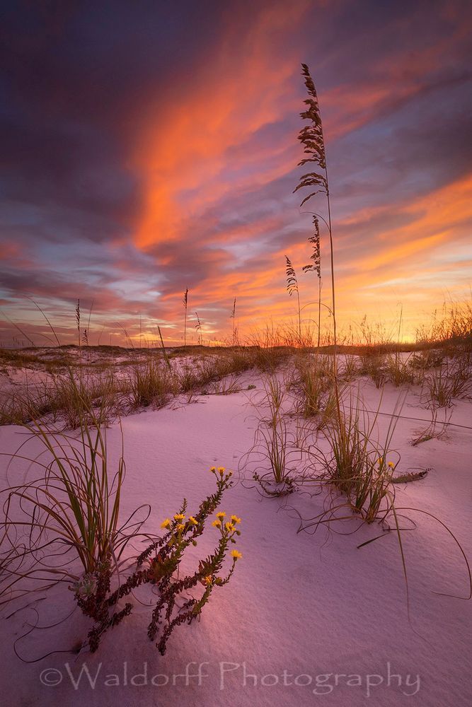 Yellow Fall Flowers along the Emerald Coast.
Pensacola Beach, Florida | Fine Art Prints on Canvas, Paper, Metal, & More | Waldorff Photography