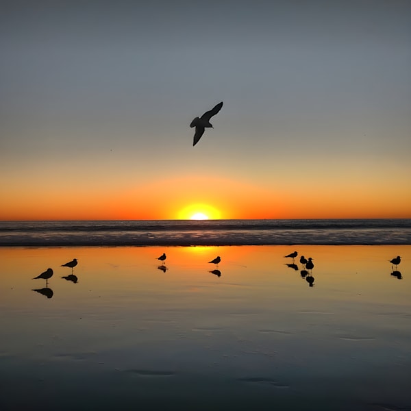 Synchronicity (Venice, California)