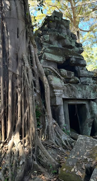 Stone Forest (Ta Prohm - Siem Reap, Cambodia)