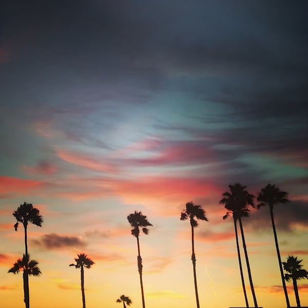 Californication (Venice, California)