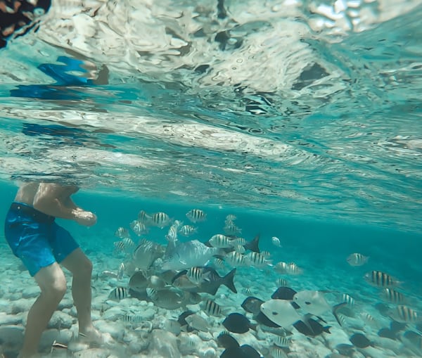 School in Session (Baby Beach, Aruba)