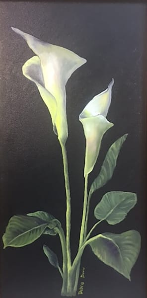 White Canna