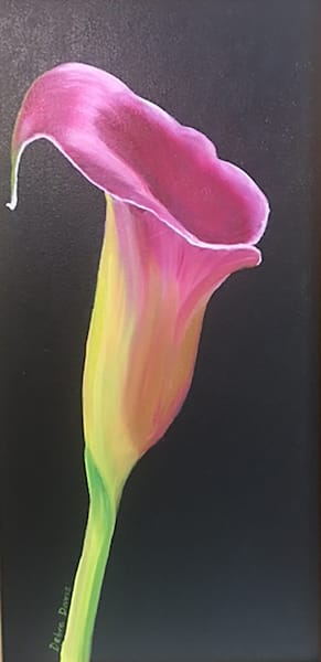Pink Canna