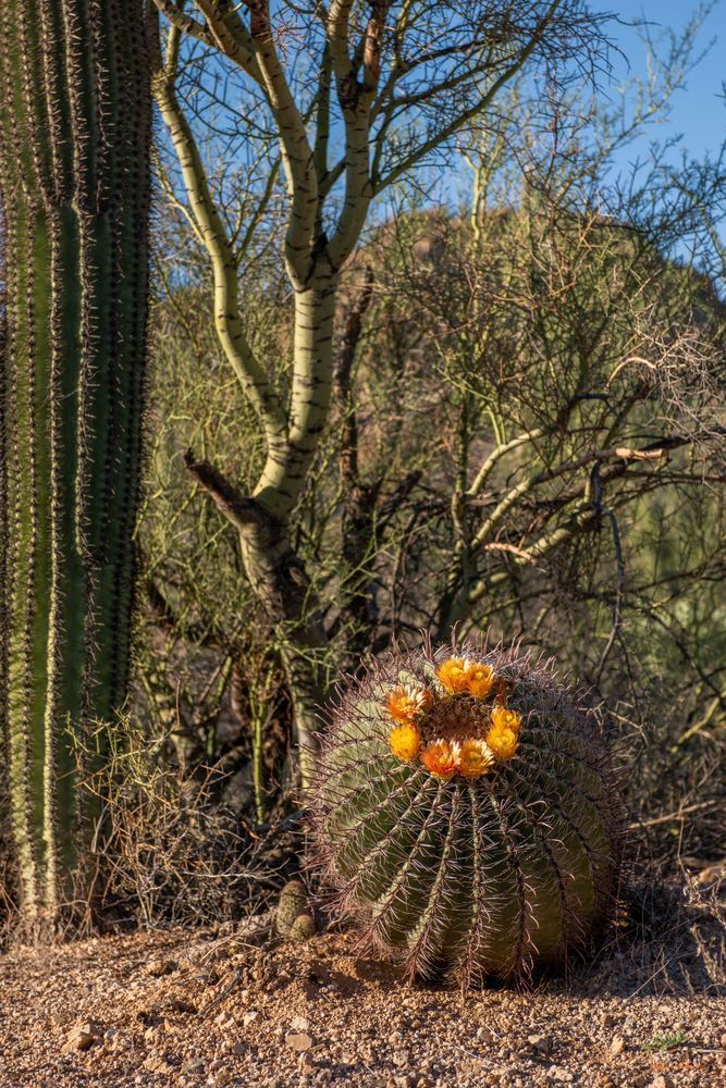 cactus salinas Opuntia fragilis [Salinas Creek]