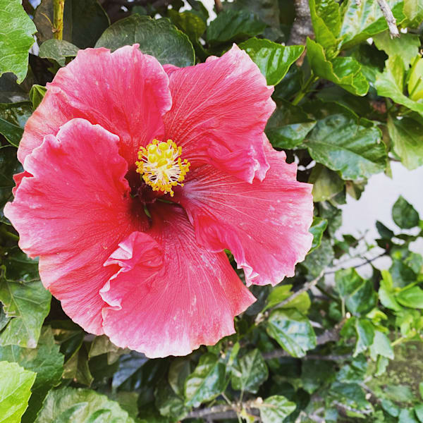 Hibiscus Pink Photography Art | Felton Fotography