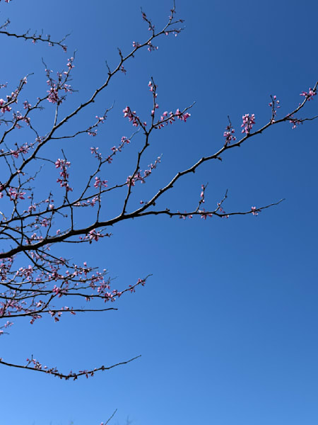 Cheery Blossoms Photography Art | Felton Fotography