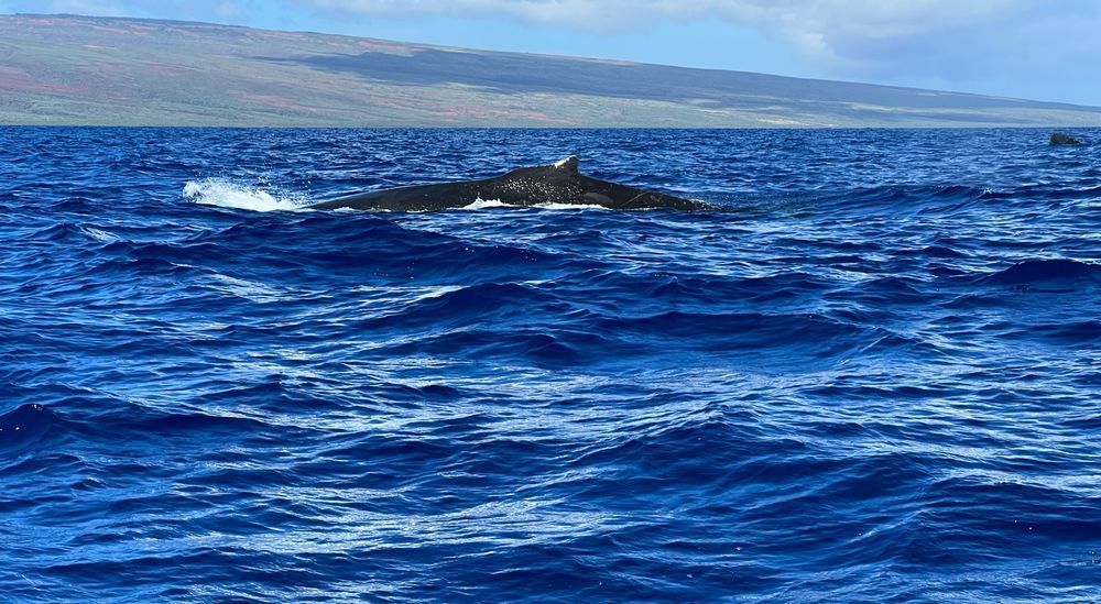 Stunning Ocean Whales Photography by Felton Fotography
