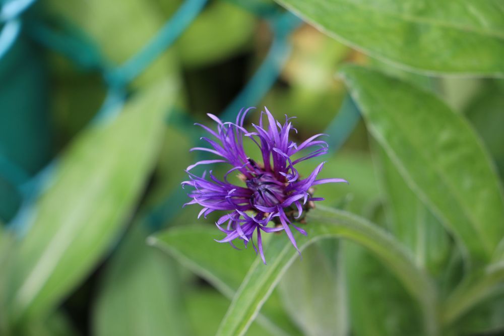 Buy Stunning Purple Flower | Felton Fotography