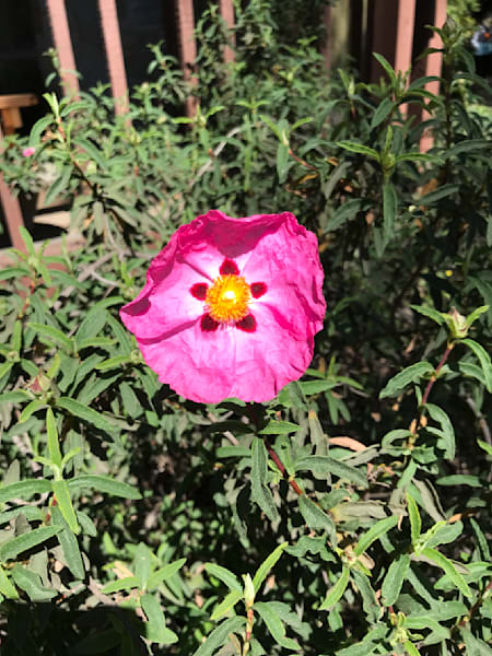 Sunny Pink Bloom Photography Art | Felton Fotography