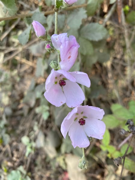 Dusty Lilac Blooms Photography Art | Felton Fotography