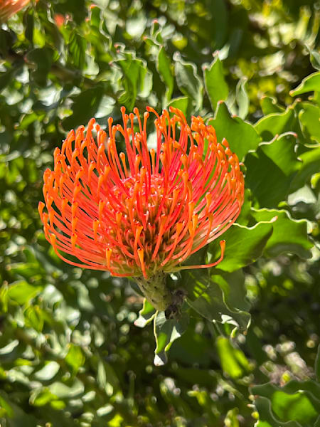 Sunny Orange Bloom Photography Art | Felton Fotography