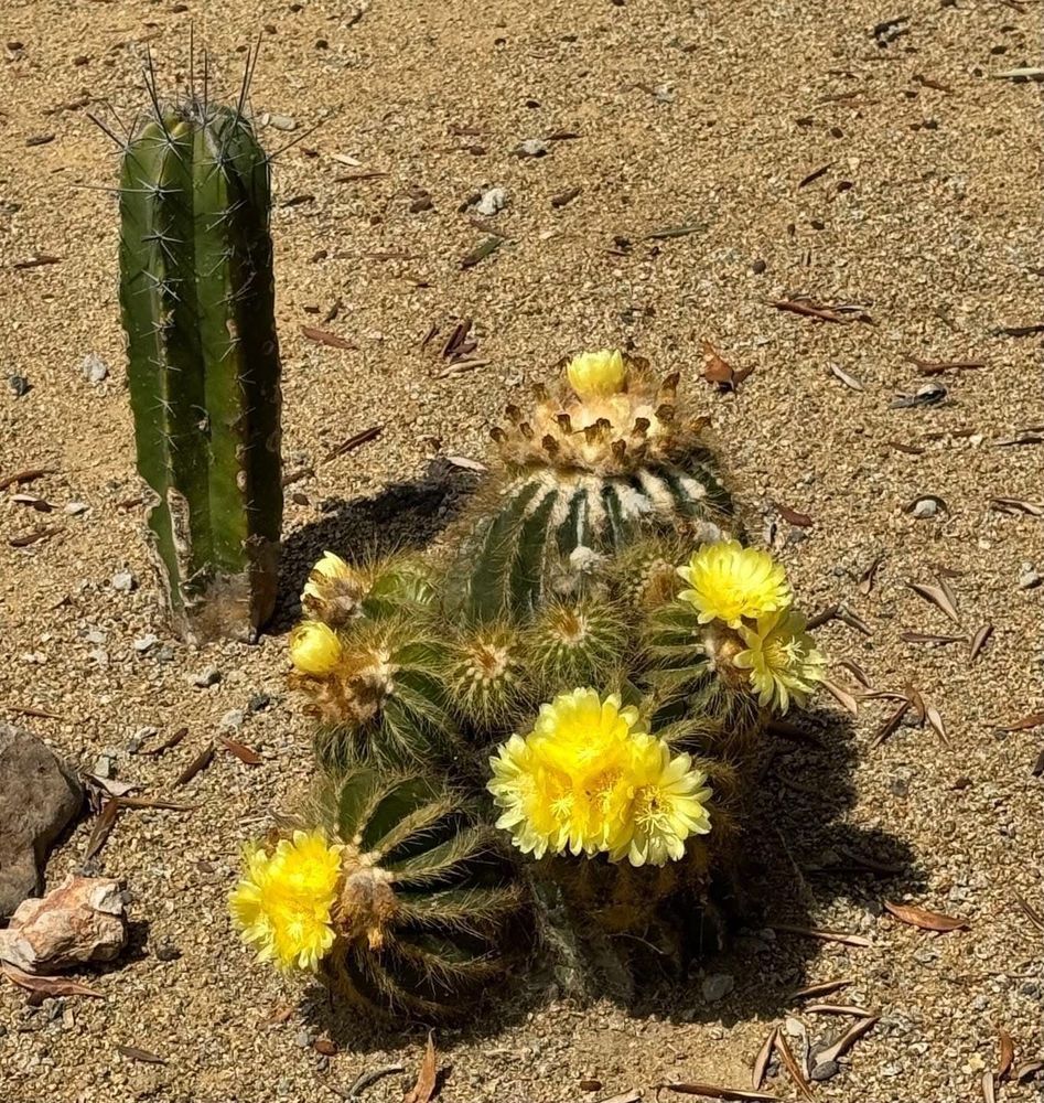 Yellow Cactus Photography Art | Felton Fotography