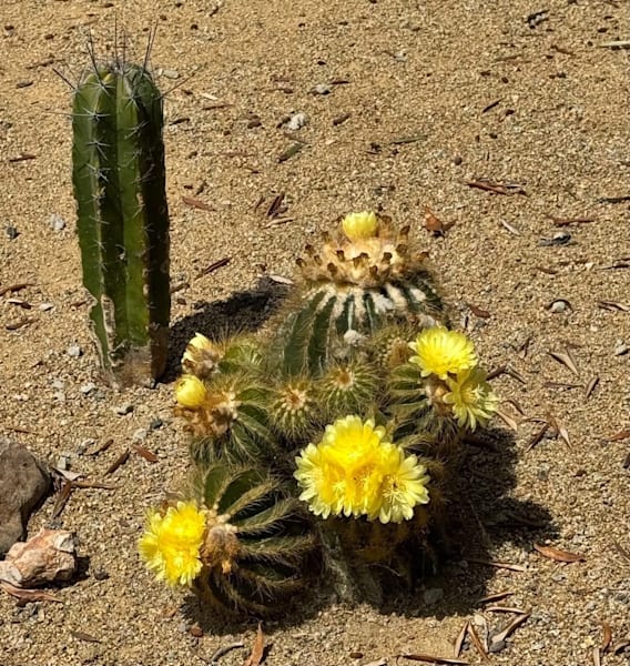 Yellow Cactus Photography Art | Felton Fotography