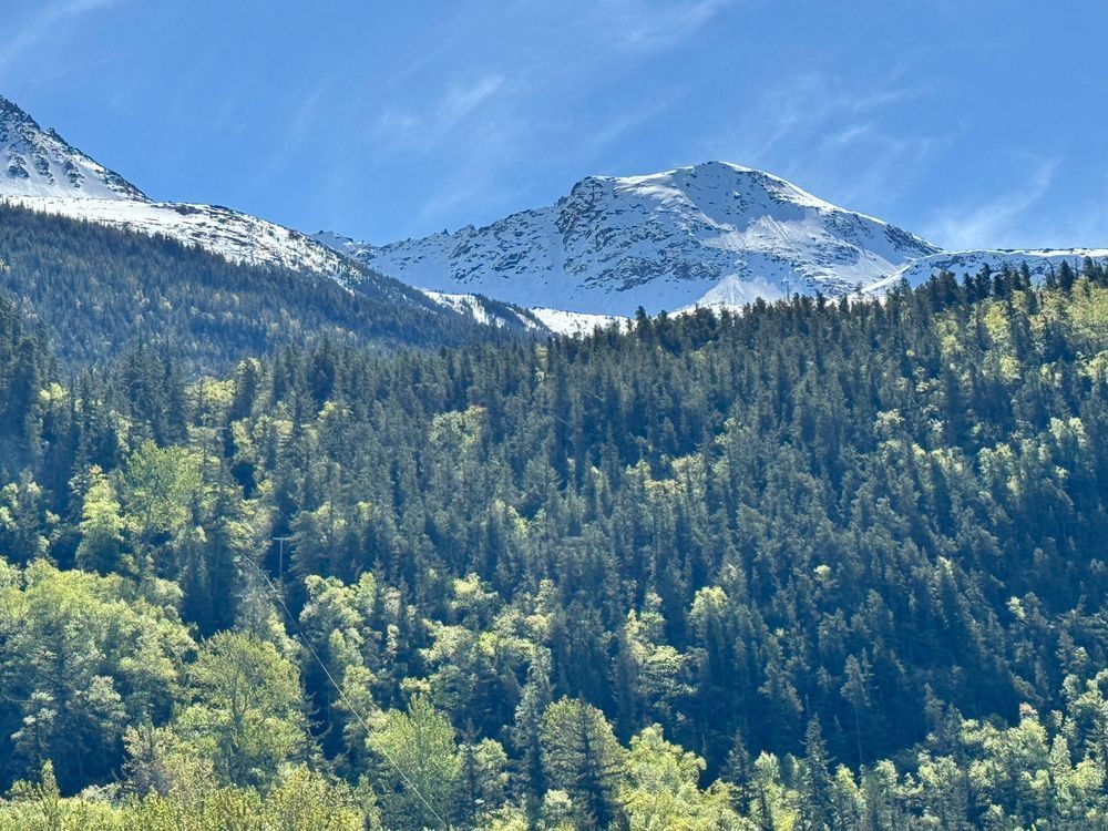 Alaska - Watching Over the Trees by Felton Fotography