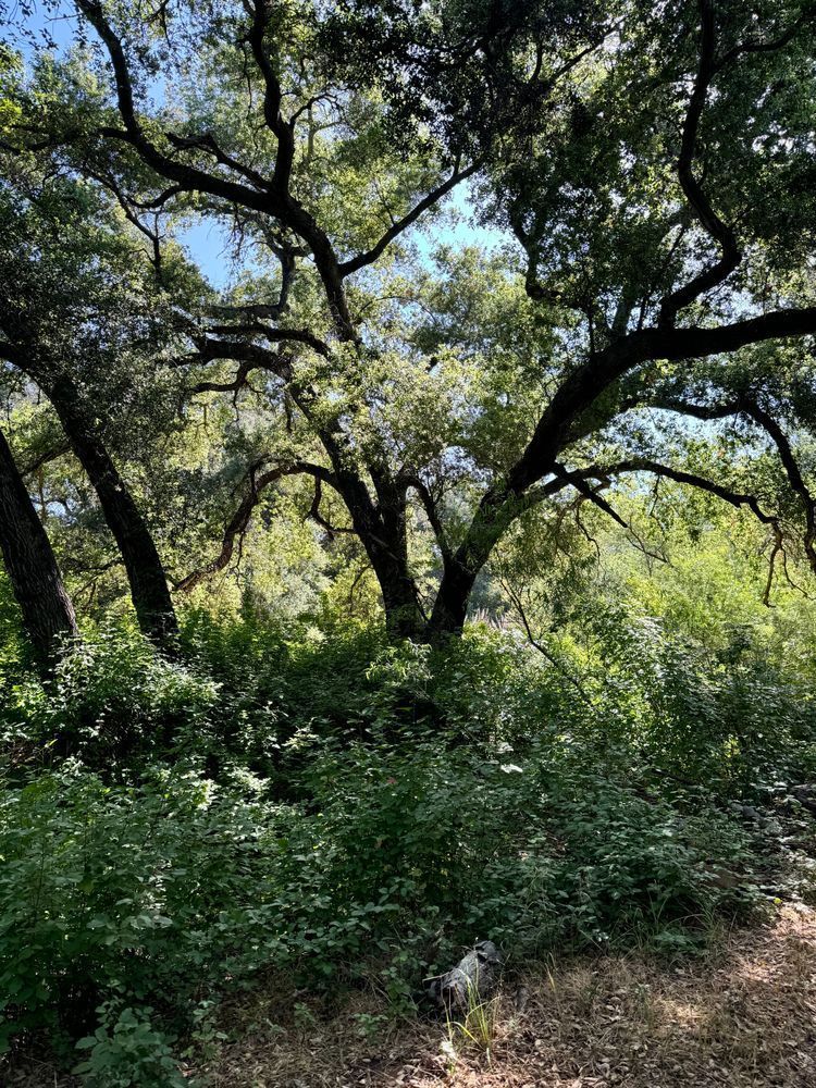 Summer Green Trees in the Summer | Felton Fotography