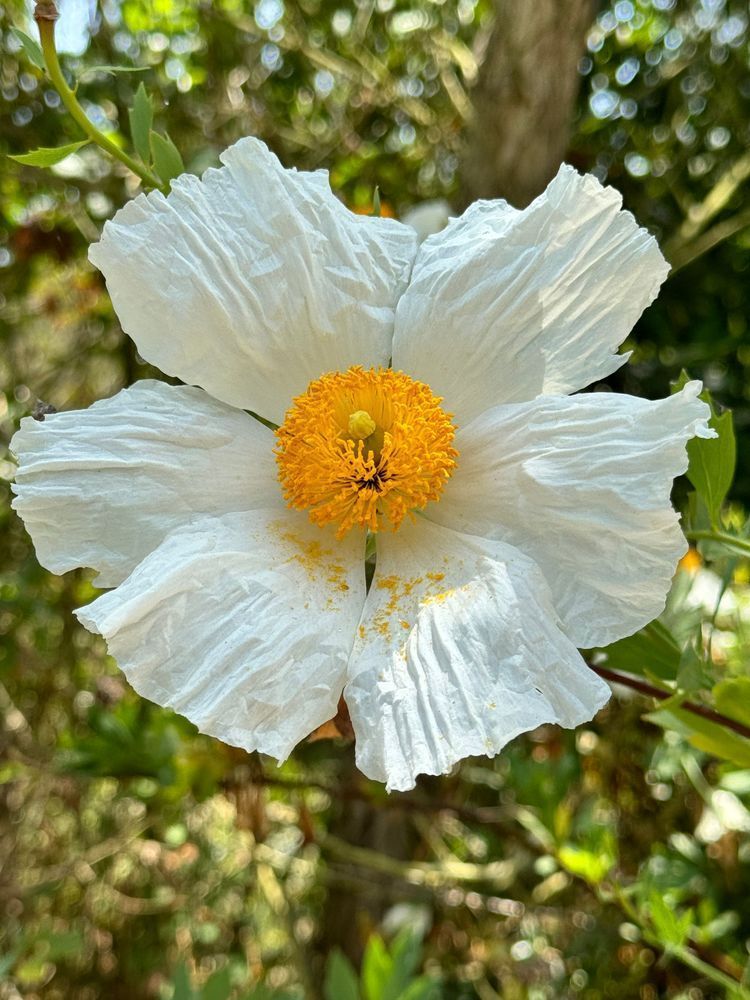 Wild Flower - Stunning Wildflower Photography in Los Angeles | Felton Fotography