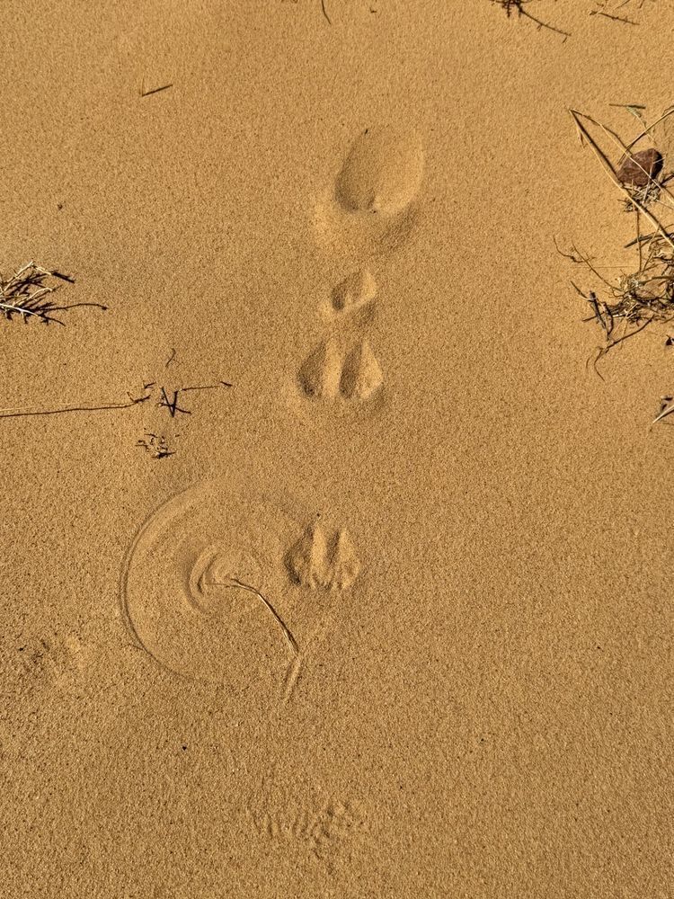 Desert Footprints in the Desert - Felton Fotography
