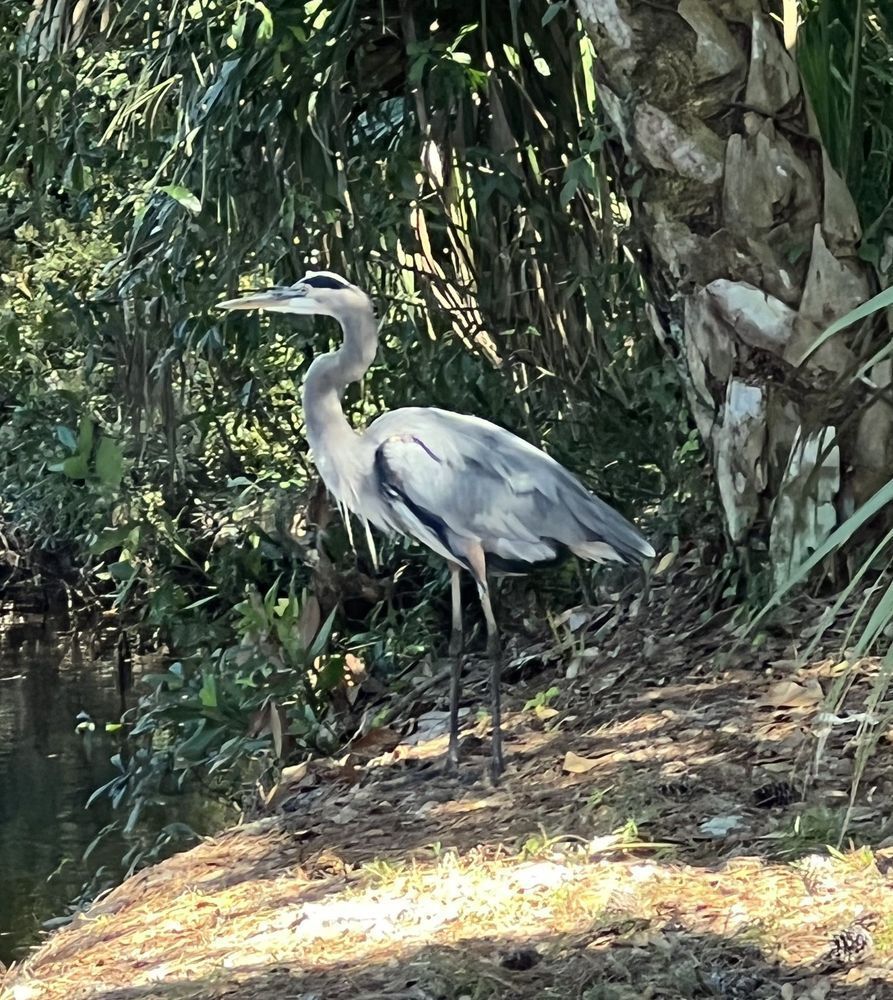 Crane - Posture of the Crane by Felton Fotography