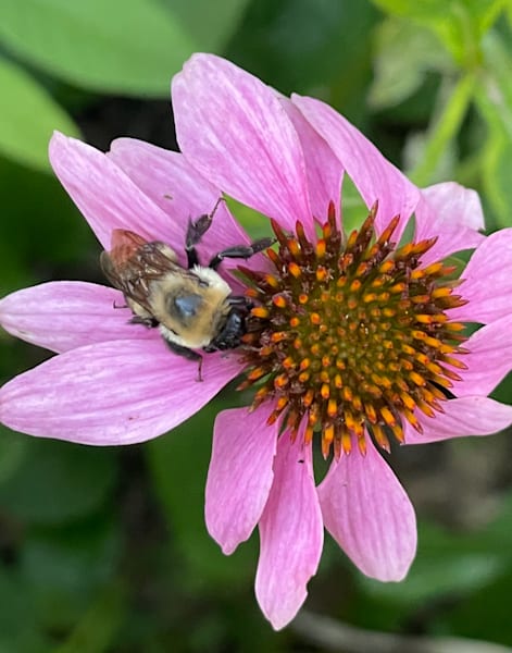 Bumble on Coneflower