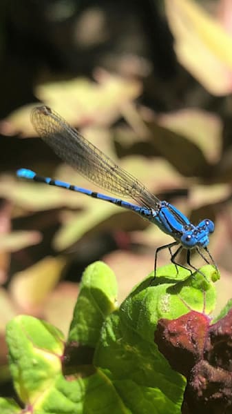 Blue Dragonfly