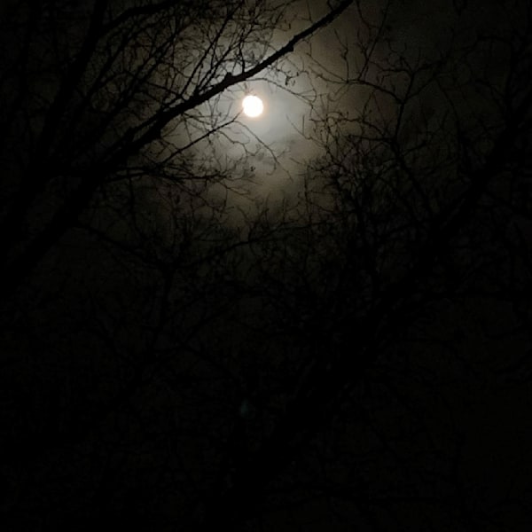 Full Moon Through Branches