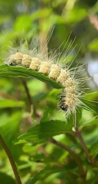 Full Catapillar