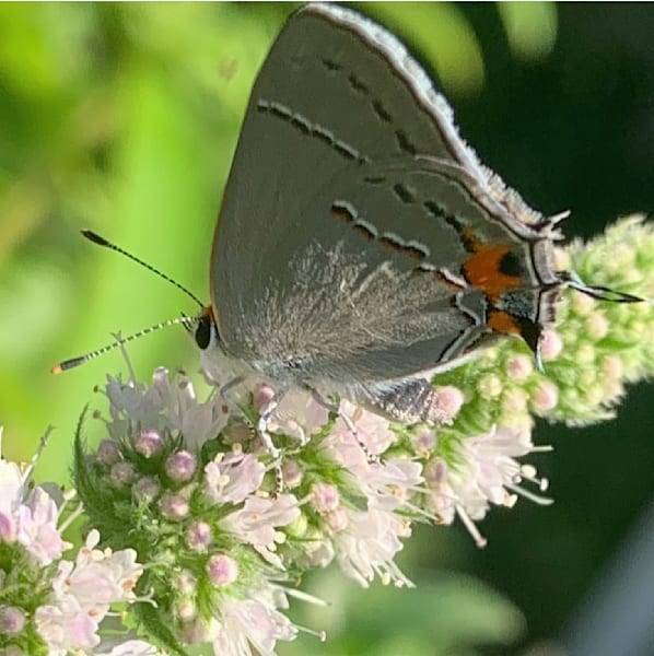 Grey Butterfly On White Flower