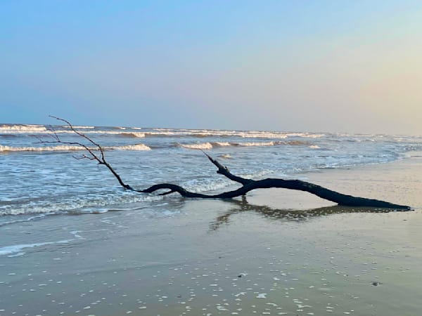 Dead Tree on Beach