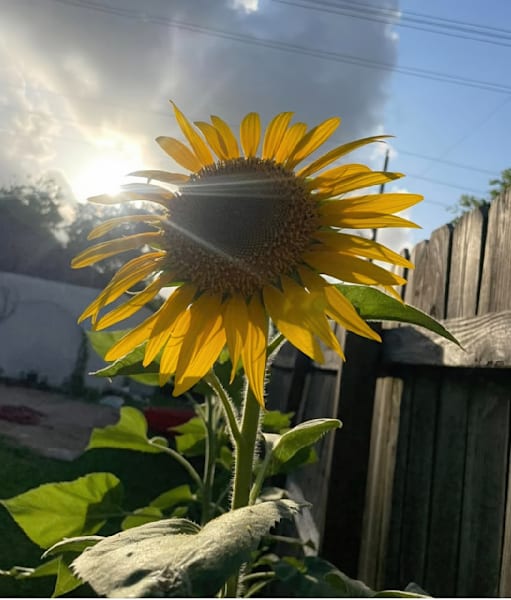 Sunflower Rays