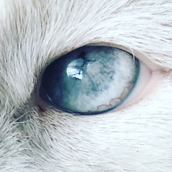 White Cat Eye