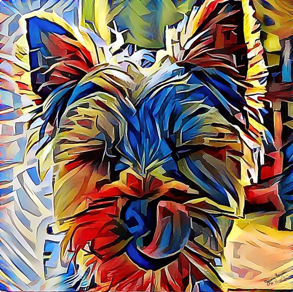 Licking Yorkie
