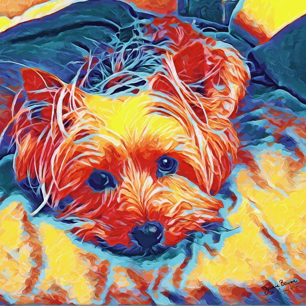 Healing Yorkie