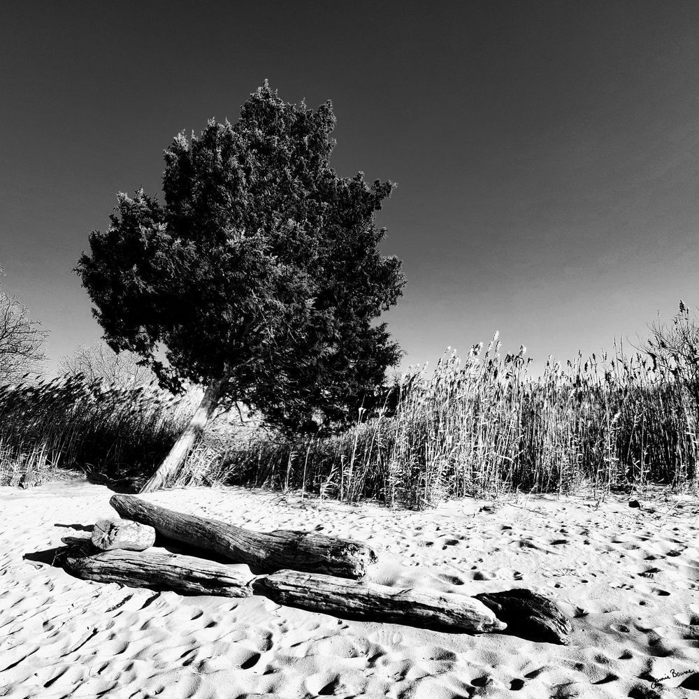 Art Print | Tree On Beach Art | MangosArt, LLC