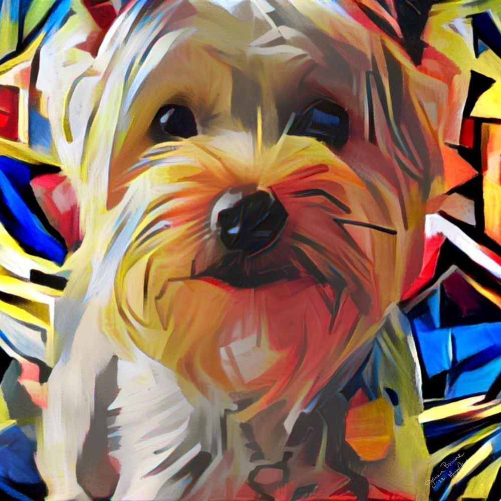 Cute Yorkie