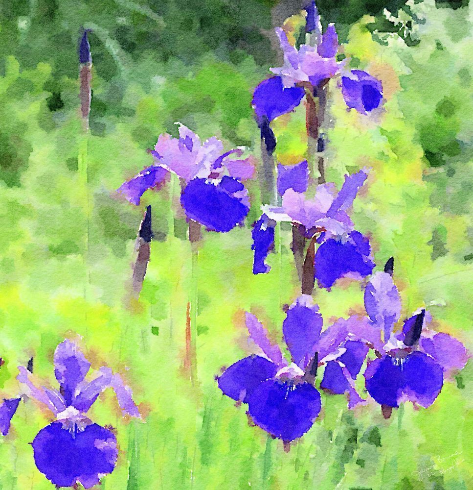 Purple Iris
