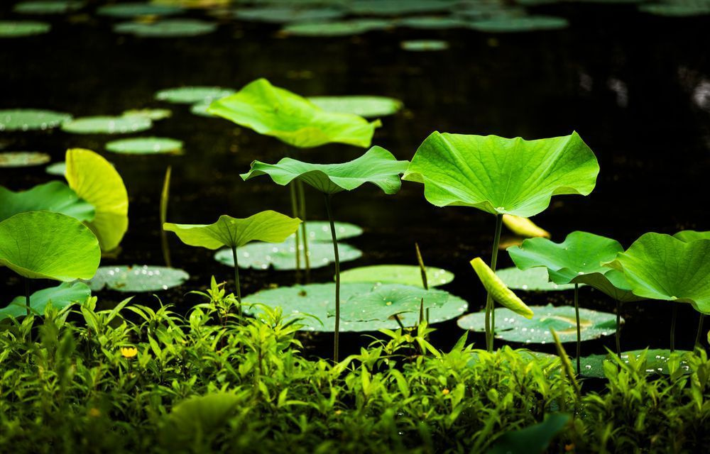 Vibrant Lily Pads