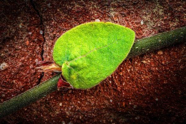 Woven Green Leaf