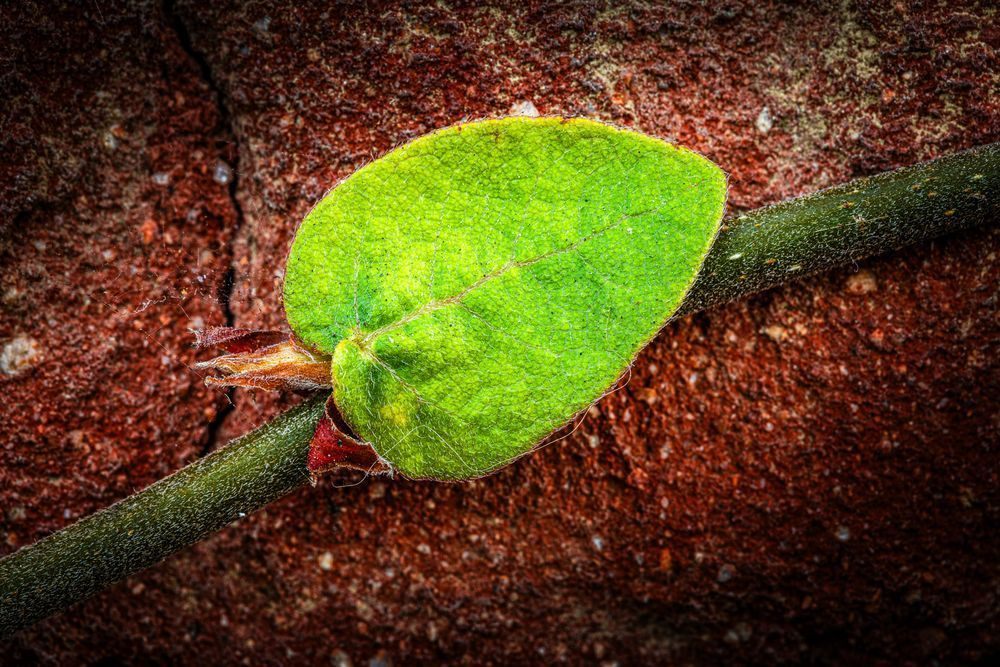 Woven Green Leaf